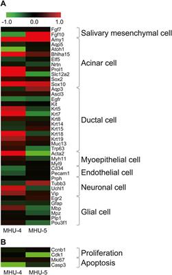 Upregulation of Amy1 in the salivary glands of mice exposed to a lunar gravity environment using the multiple artificial gravity research system